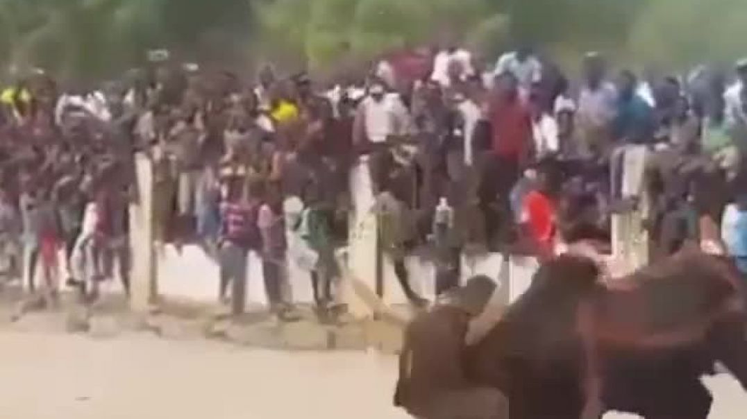 ⁣Bull fight  in the northern part of Nigeria